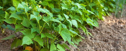 Bean Diseases: Abbreviations Defined
