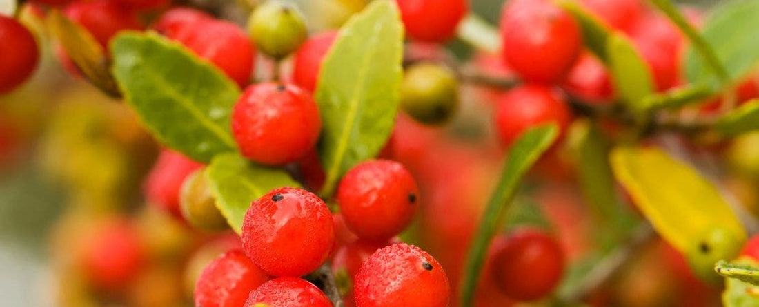 Park's Guide to Cherry Tomatoes