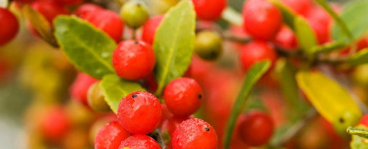 Park's Guide to Cherry Tomatoes