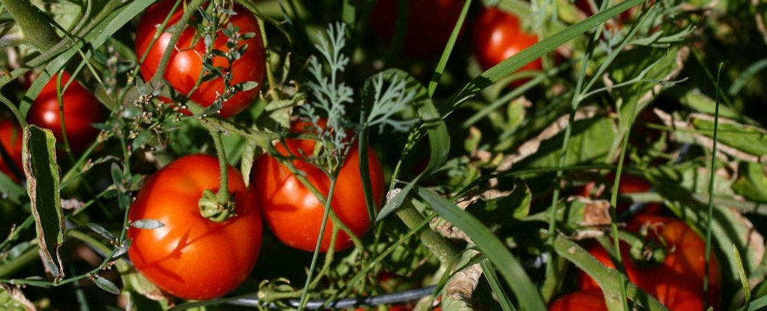 Park's Guide to Heirloom Tomatoes