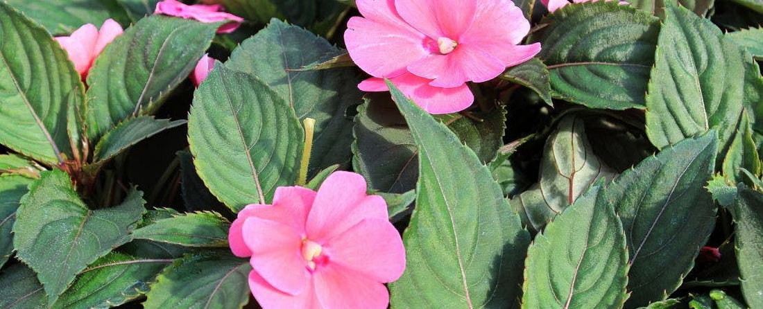 Know Before You Grow: Impatiens