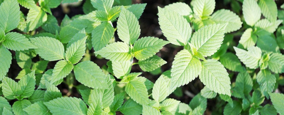 Know Before You Grow: Mint