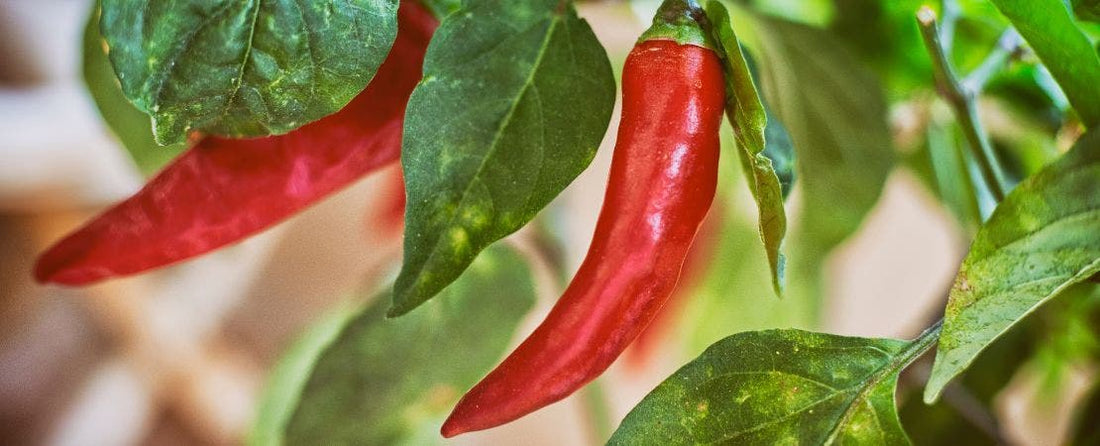 Preserving Peppers: A Complete Guide to Saving Your Harvest