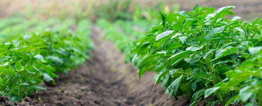 Growing Tips & Planting Guides