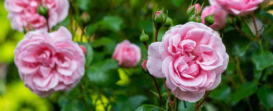 How to Grow Roses in the Garden