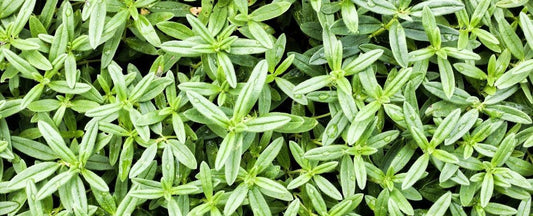 Know Before You Grow: Sage