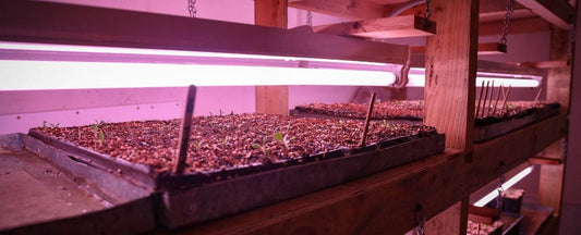 Growing Vegetable and Flower Seedlings Indoors