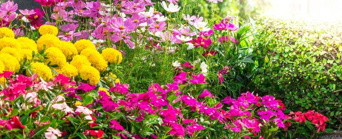 Flower Planting Guide & Growing Tips