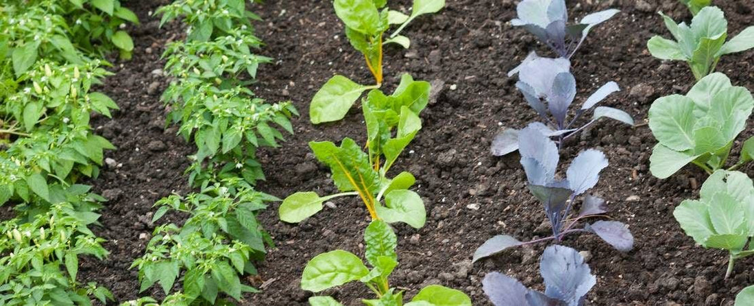 Vegetable Planting Guide & Growing Tips
