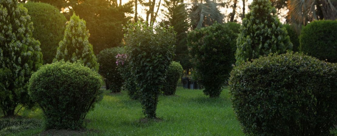 Tips for Choosing and Planting Trees and Shrubs