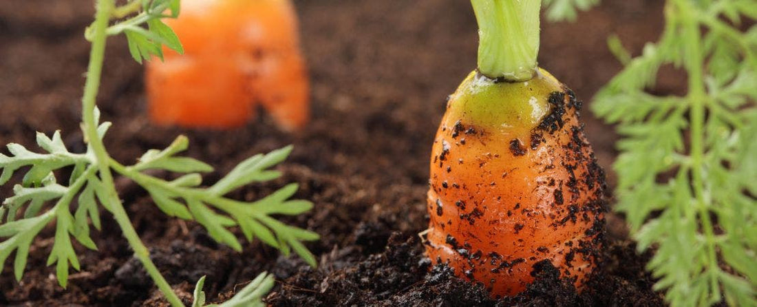 Understanding Your Growing Zone for a Bountiful Garden