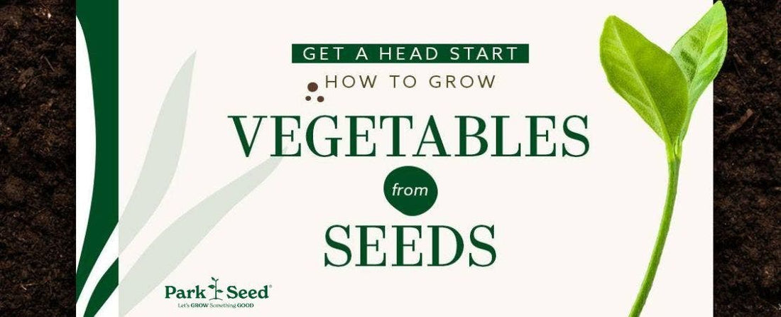 Get a Head Start: How to Grow Vegetables from Seeds