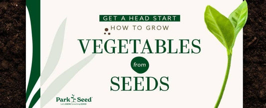 Get a Head Start: How to Grow Vegetables from Seeds