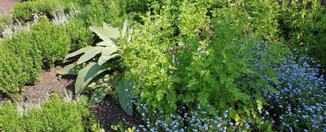 Benefits of Growing an Herb Garden