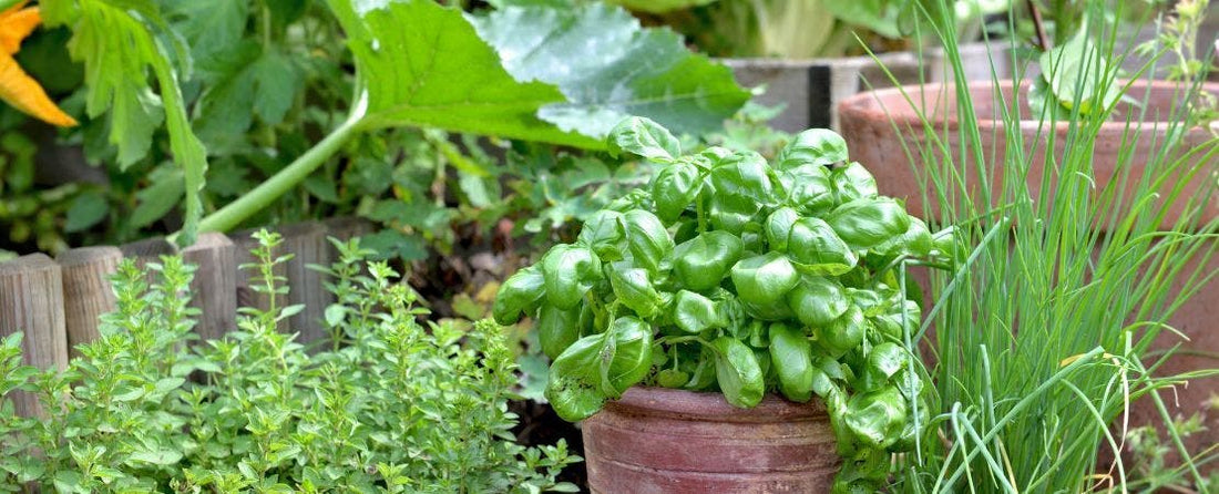 Herbs that Attract Pollinators to Your Garden