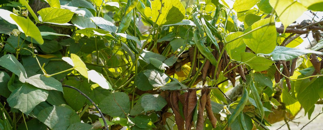 How to Grow Beans from Seed