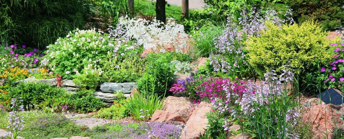 How Perennials Grow: What’s the 3-Year Rule?