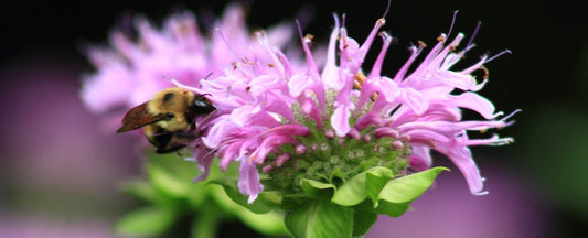 pink bee balm flowers with bumble bee