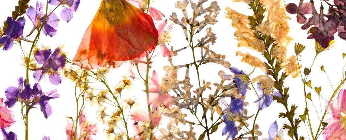 Plant Craft: How to Use the Plants in Your Garden