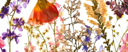 Plant Craft: How to Use the Plants in Your Garden
