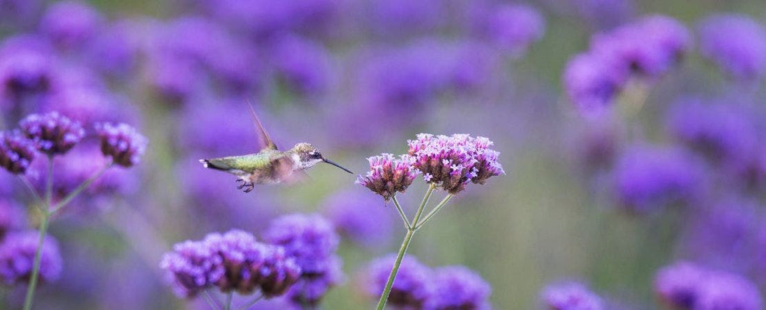 Design an Ideal Hummingbird Garden