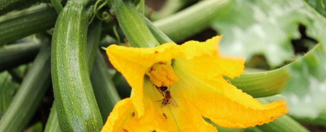 Understanding Hybrid Plants and Seeds: F1, F2, and Beyond