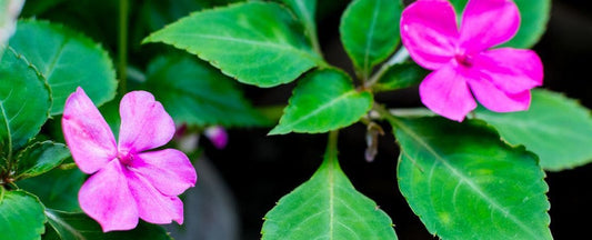 When to Plant Impatiens