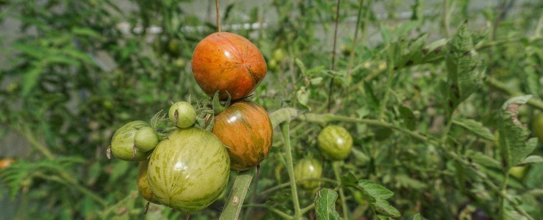 How to Increase Tomato Yield: 6 Tips and Tricks