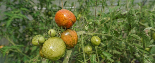 How to Increase Tomato Yield: 6 Tips and Tricks