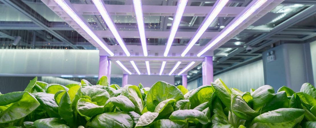 Growing Vegetables Indoors: Starting Guide