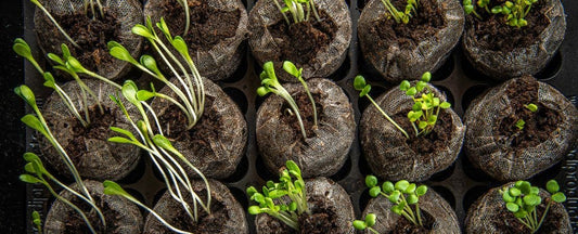 Germinating Seeds: Tips to Care for Seedlings Indoors