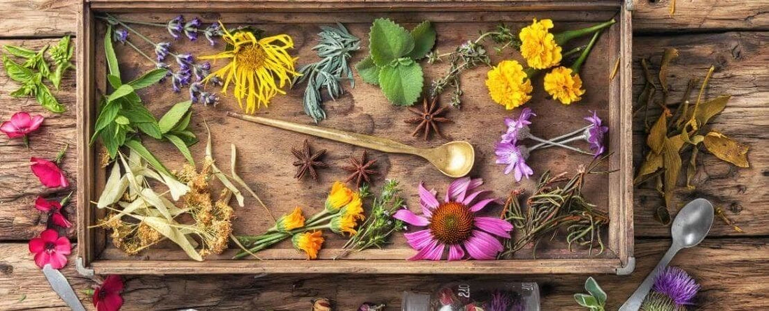 Best Herbs to Infuse Beverages with Organic Refreshment