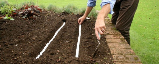 Seed Tapes, Discs, and Mats: The Only Tool You Need for Planting Seeds with Precision