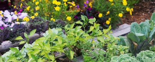 summer garden with vegetables and flowers
