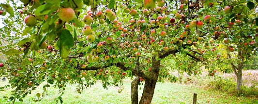 Know Before You Grow: Apples