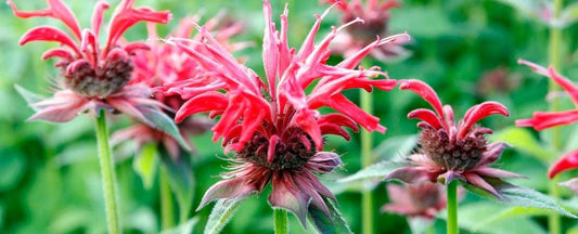 Know Before You Grow: Bee Balm