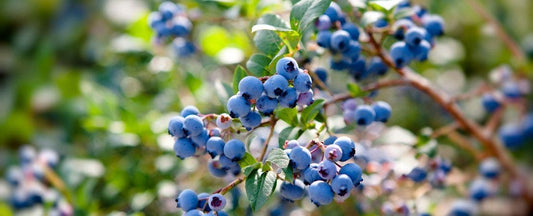 Know Before You Grow: Blueberries
