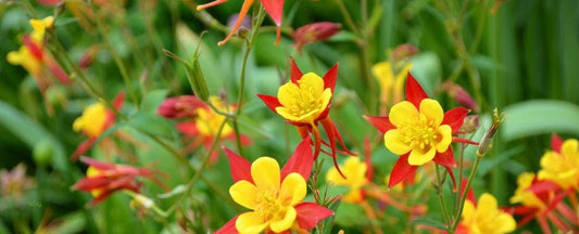 Know Before You Grow: Columbines