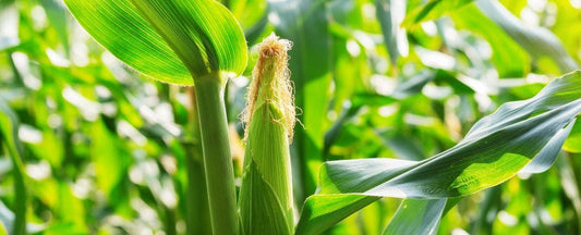 Know Before You Grow: Corn