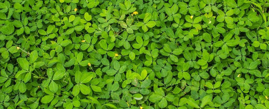 Know Before You Grow: Cover Crops