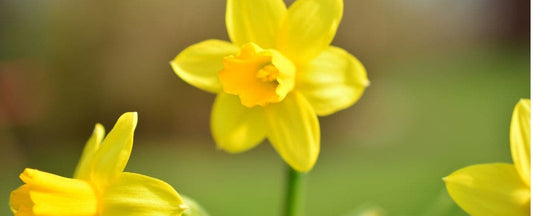 Know Before You Grow: Daffodils