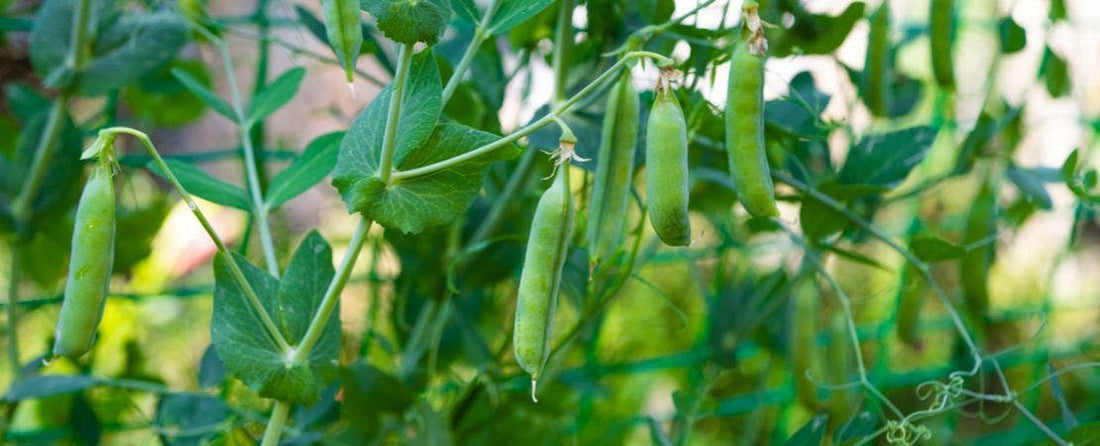 Know Before You Grow: Peas