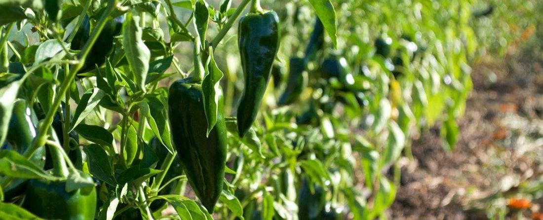 Know Before You Grow: Peppers