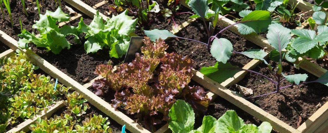 What to Know Before You Grow