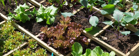 What to Know Before You Grow