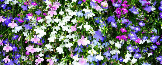 Know Before You Grow: Lobelia