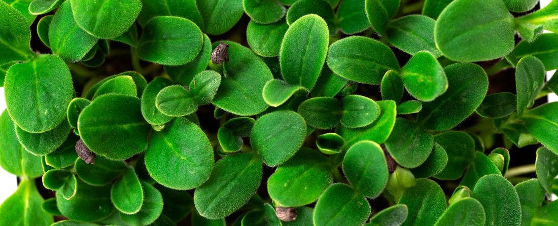 Know Before You Grow Microgreens