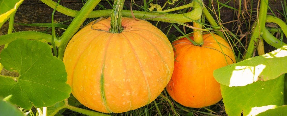Know Before You Grow: Pumpkins