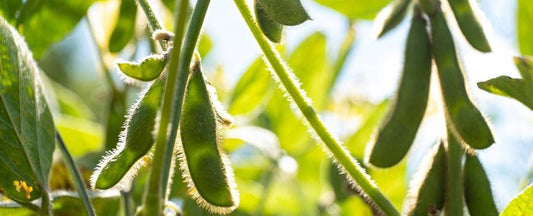 Know Before You Grow: Soybean Seeds