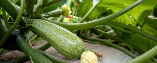 Know Before You Grow: Squash
